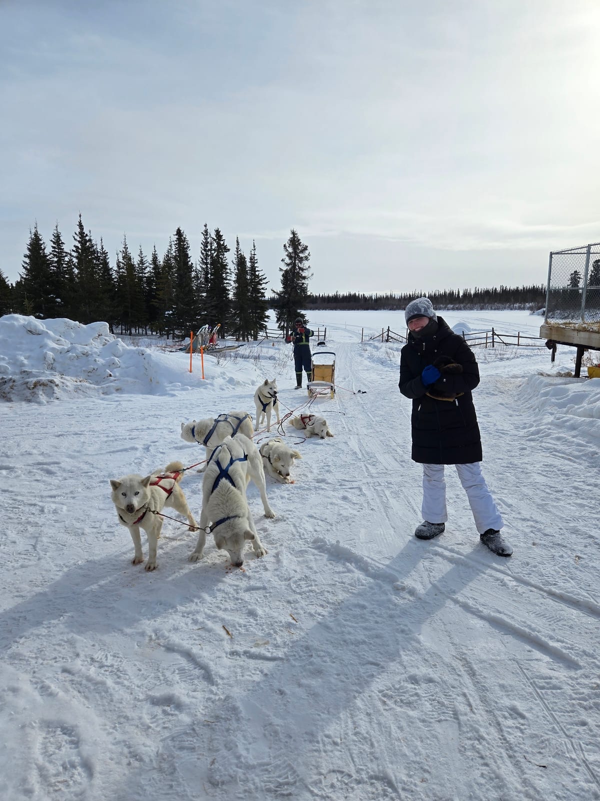 A fieldwork-day visit with a dog-sled team