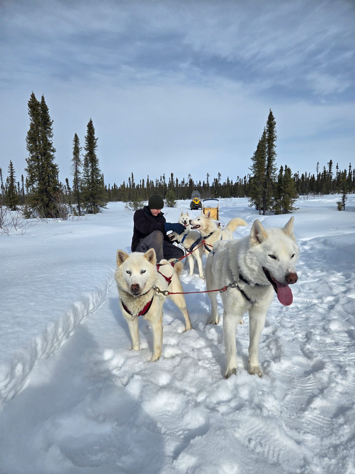 A person with a team of sled dogs on a snowy trail